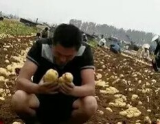 山东泗水荷兰土豆供应大量上市欢迎合作