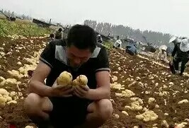山东泗水荷兰土豆供应大量上市欢迎合作
