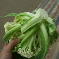 沛县菜花著名品牌,张李王森诚信合作