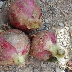 2016西昌洋葱抓住商机无限