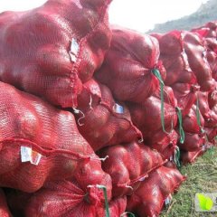 东昌府沙镇李纯忠3月红皮洋葱