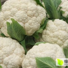 江苏沛县白面青梗松花菜菜花是名优特产