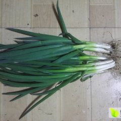 山东牡丹铁杆大葱营养丰富