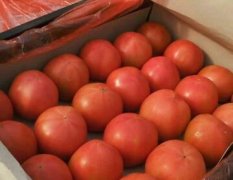 西红柿，看过来！！！