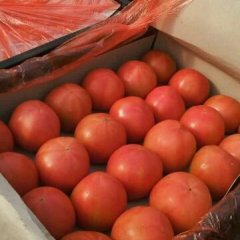 西红柿，看过来！！！