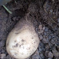 云南石屏丽薯6号（反）土豆价格行情平稳