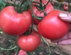 南票西红柿今年价格