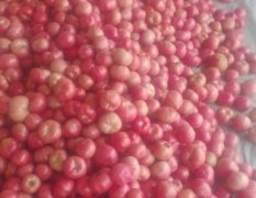 山东费县西红柿正在大量上市