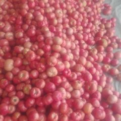 山东费县西红柿正在大量上市