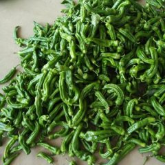 江苏东台盛产青椒，主要品种是301泡椒为主