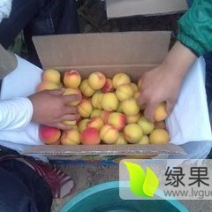 陕西大荔金太阳杏杏子价格适宜