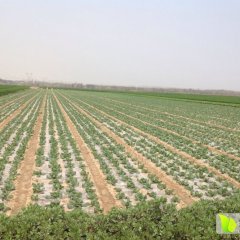 湖北钟祥春玉甘蓝著名品种