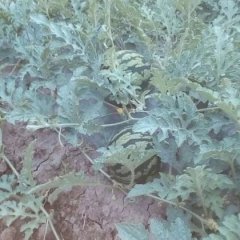 盈江西瓜品质优良弄璋雷三明诚信合作