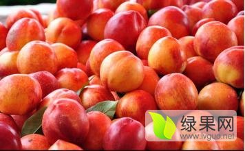 费县五圣孙宗君4月曙光油桃