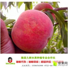 湖北湖北曙光油桃聚焦市场