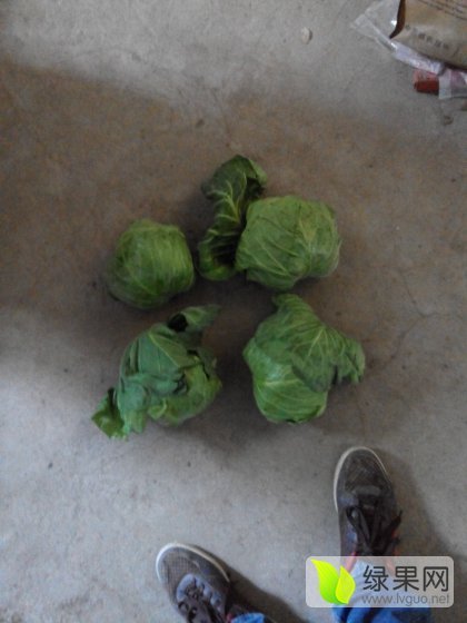 2016年山东金乡8398甘蓝价格