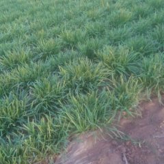 东昌府韭菜聚焦市场高新邹庆虎诚信合作2元/斤