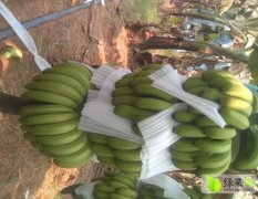 老挝基地最新品种威廉斯第一代蕉