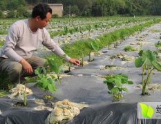 荔浦芋产于桂林地区的荔浦县
