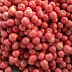 山东费县硬粉西红柿掉价了