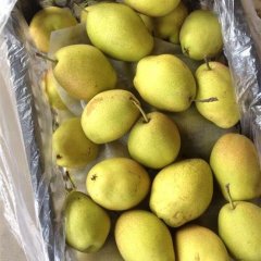 范家镇大量供应陕西大荔冷库红香酥梨