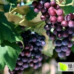 2016年4月莱西夏黑葡萄即将开始供应