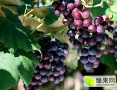 2016年4月莱西夏黑葡萄即将开始供应