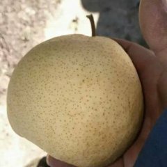 2016大荔梨走过路过不要错过