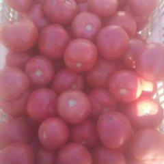 山东莘县硬粉西红柿品质优良