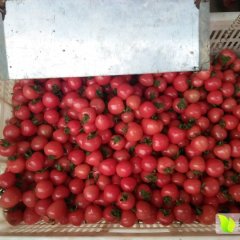 山东莘县园粉千禧贝贝圣女果香甜可口