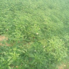 2016金乡辣椒抓住商机无限