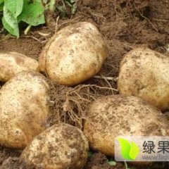 2016察右中旗土豆抓住商机无限