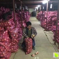 2016运城临猗县和万荣县冷库膜袋红富士苹果