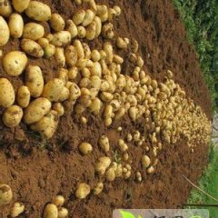 河南开封张经理3月荷兰七号土豆