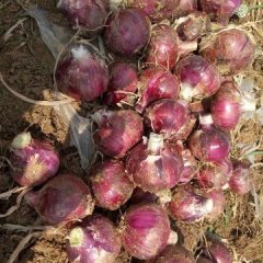 河南洋葱营养丰富,通许张经理诚信合作