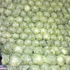 山东金乡中甘21甘蓝品质优良