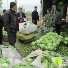 金乡鸡黍王启发3月8398甘蓝