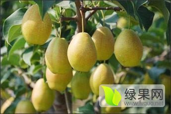 大荔两宜周建忠8月红香酥梨