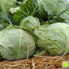 2016郯城甘蓝值得出手