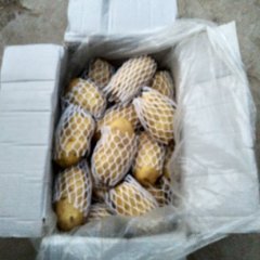 安丘土豆火热上市,白芬马万宗诚信合作