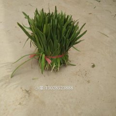 华县赤水董瑛飞3月平韭6号韭菜