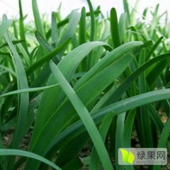 南和辛庄何自涛3月 富生韭菜