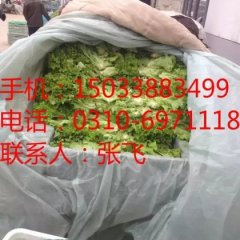 河北邯郸叶生菜大量供应中