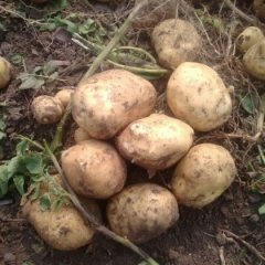 2016公主岭土豆值得出手