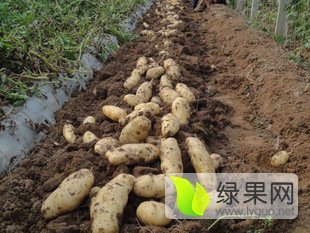 平阴土豆名扬天下孝直杨卫宝诚信合作