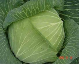 君山甘蓝何去何从,广兴梁先生诚信合作