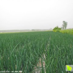 西昌洋葱口感爽口马道段贵华诚信合作