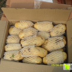 江南蔬果代销全国土豆