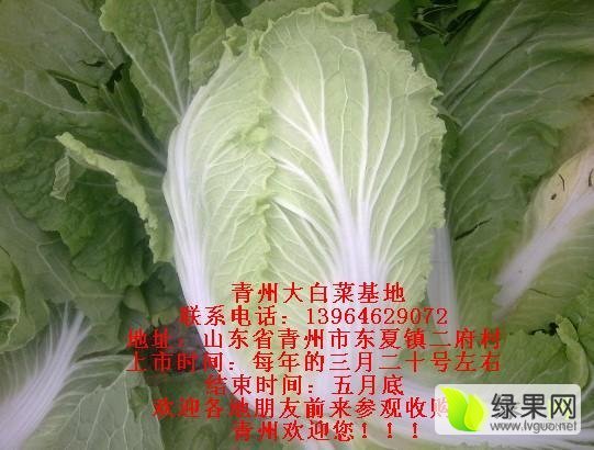 2016年山东青州菊锦春白菜价格
