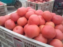 夏邑西红柿口感爽口,何营何传才诚信合作